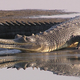 Illustration for article titled Sunday Crocodilian - Gavialis gangeticus Edition